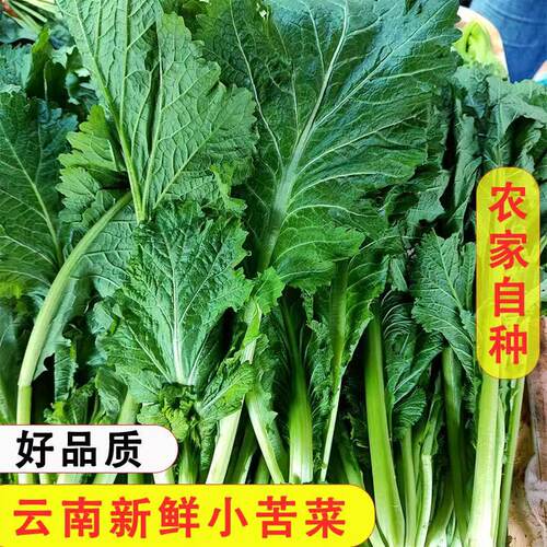 云南红河新鲜老品种小苦菜云南春菜小青菜当季新鲜蔬菜