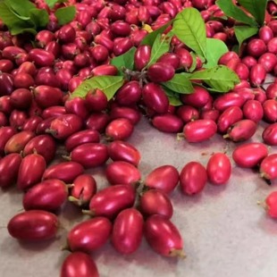 神秘果鲜果酸变甜变味果12粒 蜜拉圣果 神奇改变味觉果干水果