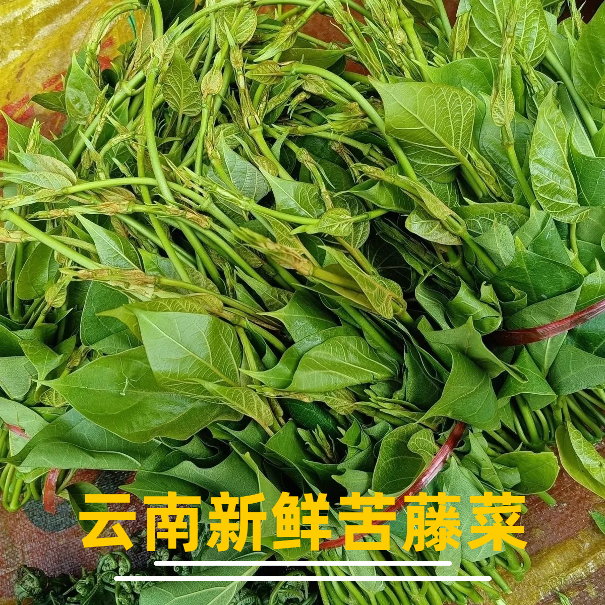 【新鲜直发】云南苦藤菜新鲜采摘甜菜云南野菜野生菜苦菜叶子非花