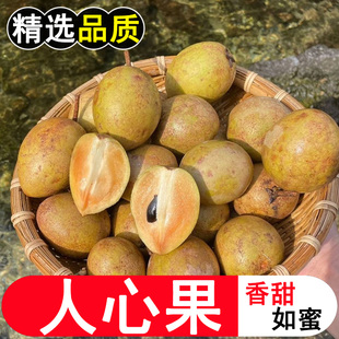现摘新鲜海南人心果新鲜大果热带人参果当季特产高甜孕妇水果