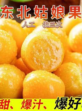 新鲜现摘东北姑娘果新鲜大果菇娘果当季水果黄灯笼果5斤姑鸟