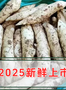 农家新鲜竹薯现挖无渣竹芋5斤当季冬粉薯凉粉薯根茎薯煲汤炒菜