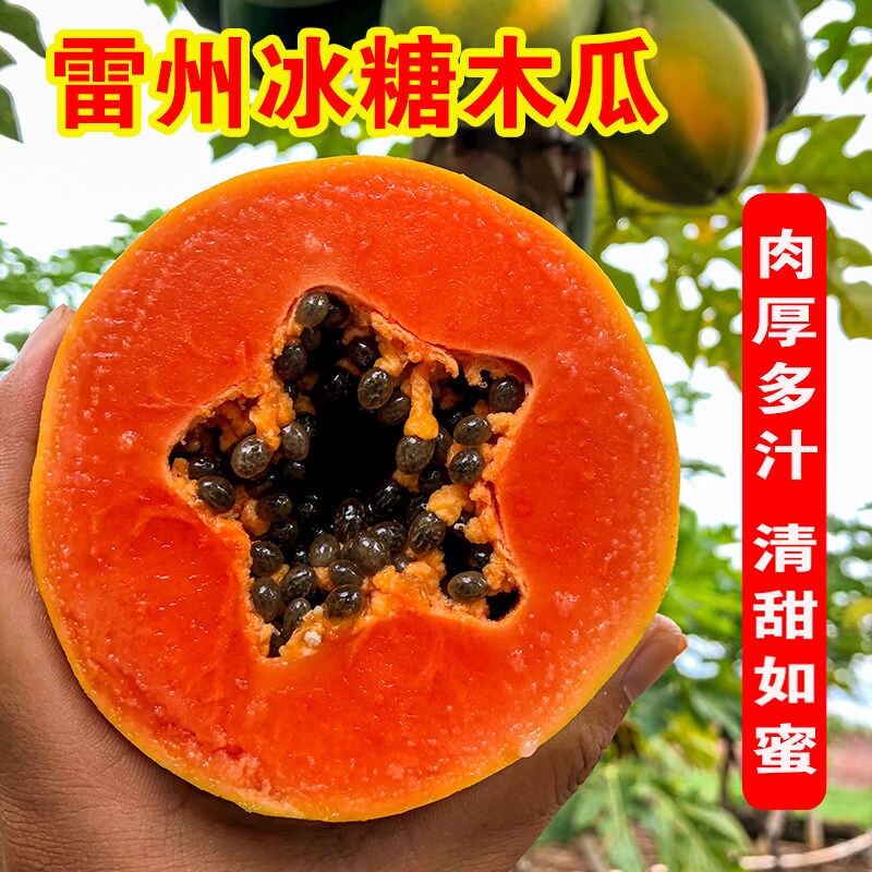 正宗广东雷州冰糖红心木瓜新鲜水果木瓜现摘木瓜牛奶木瓜树上熟