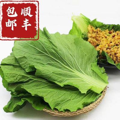 顺丰白菜叶饭包东北饭包店菜叶商用打饭包的白菜叶新鲜大白菜叶子