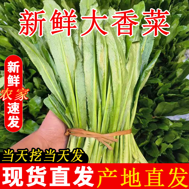 大芫茜带根大香菜云南新鲜大香菜刺芹香菜刺芫茜野生现挖傣味香料