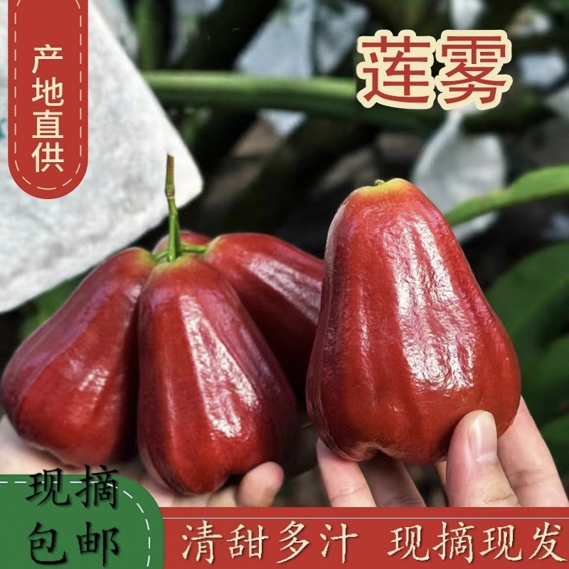 现摘新鲜海南红宝石莲雾水果新鲜海南特产雾莲果一级当季孕妇水果