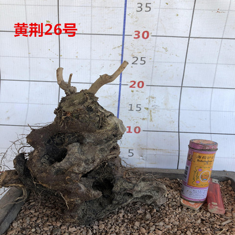 好货黄荆盆景树桩室外绿植盆栽