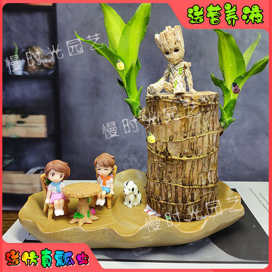 新疆西藏包邮巴西木情侣款带芽家庭幼儿园书桌四季水培情侣礼物可