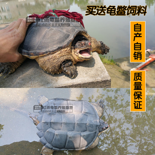 新品包邮北美鳄龟小鳄鱼龟大鳄龟杂佛鳄龟乌龟活体宠物水龟全品肉