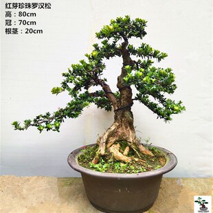 一物一拍米罗  小叶罗汉松 米叶 造型罗汉松 雀舌罗汉松盆景 包邮