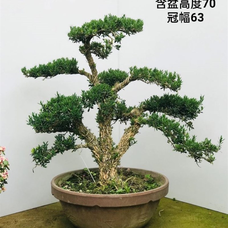 特价小叶雀舌黄杨 珍珠黄杨盆景树桩 中型皱皮黄杨四季常青实物