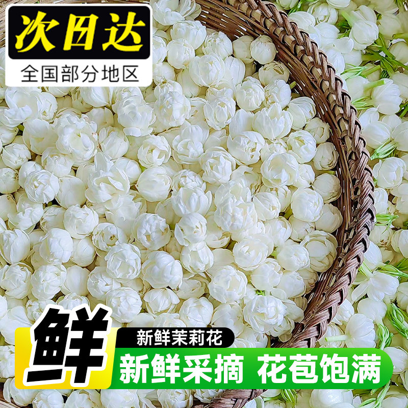 好货现摘茉莉花鲜花包鲜切花朵新鲜干花苞茉莉花卉手串手环可食用