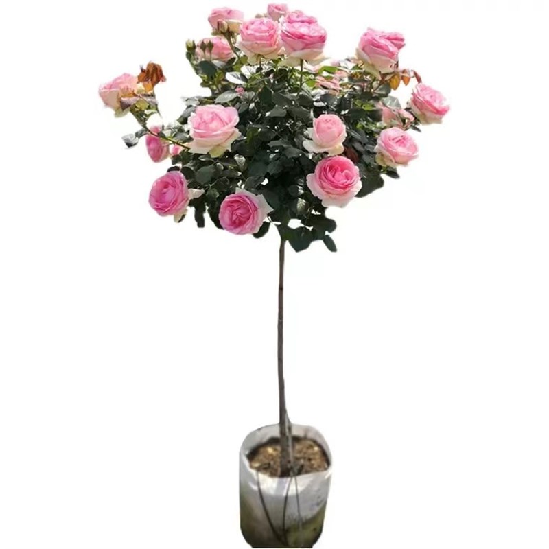 四季花卉盆栽 树状月季精品棒棒糖 树桩大苗 阳台庭院包邮