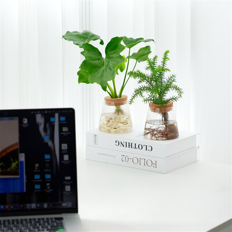 好货桌面水培小植物高端办公室绿植无土纯水养室内花卉好养易活盆