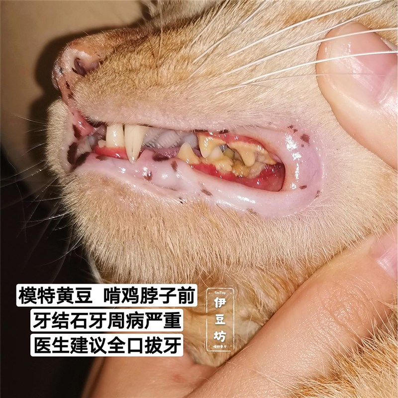 极速冻干鸡脖子鸡肉猫零食猫咪磨牙棒G成幼猫宠物洁齿狗狗去牙结
