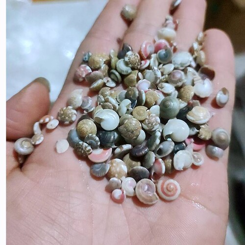 新品1200只天然小海螺W 蜗牛贝壳
