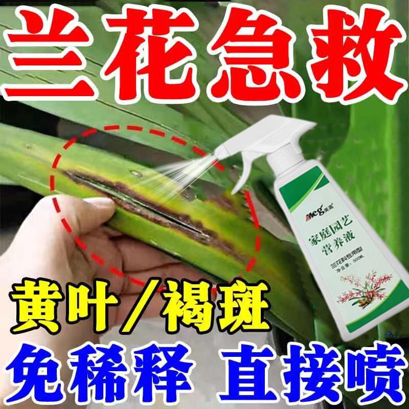 极速兰花肥料专用肥治黄叶黑斑烂根药爆根剂生根壮苗X兰花黑斑病