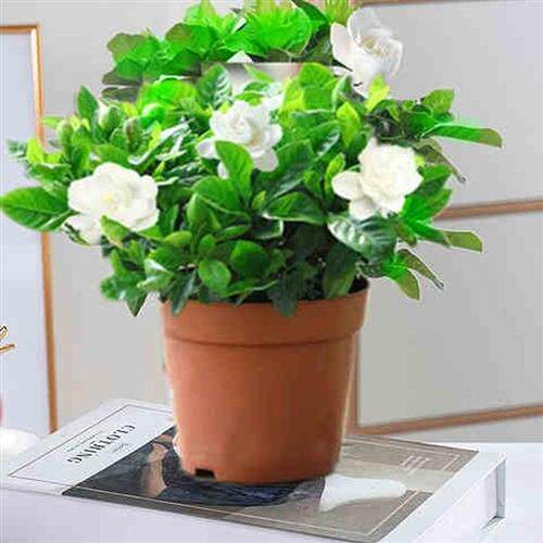 极速花种植d好养活适合懒人养的栀子花客厅摆放的绿植房间家庭花