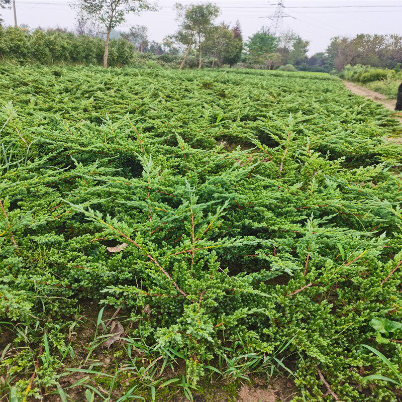 极速沙地柏苗爬地柏盆景长青素材造型F用铺地柏苗直销基地柏桩小