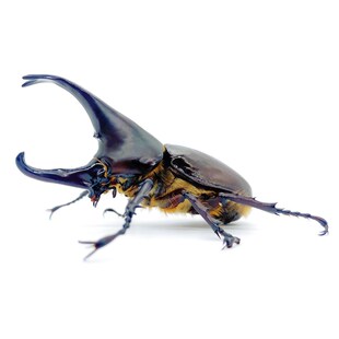 极速甲虫成虫f活体宠物昆虫【阿银虫屋】姬兜长戟大兜独角仙锹甲
