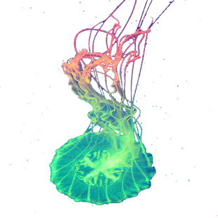 速发大西洋海刺水母耐高温水母18-32度都活耐活水母好养水母宠物