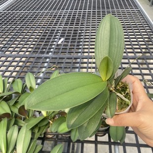 极速安祖欧品蝴蝶兰C2.8寸特拉维索苗