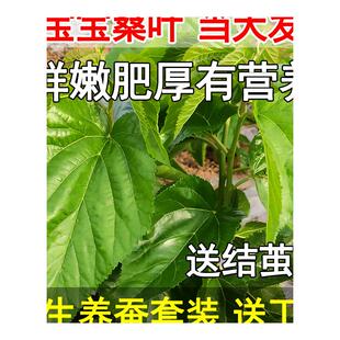 极速蚕宝宝活物春蚕子幼虫七彩学生B养蚕套装蚕种小蚕卵1龄234新