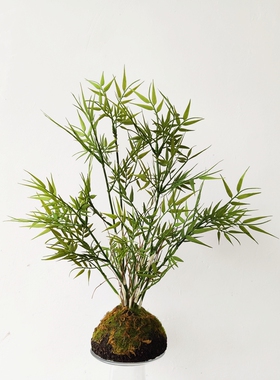 新品仿真蕨类植物盆栽蕨叶竹子盆栽景新中式P样板房装饰茶室摆件