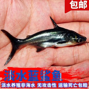 新品活体观赏鱼淡水m蓝鲨鱼宠物鱼新手鱼好养的非海水鱼无攻击性