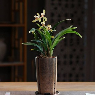 极速禅月达摩兰花国兰建兰金边室内书房办公室R茶室桌盆栽绿植好