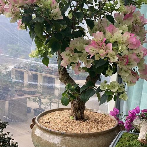 极速三角梅【一物一拍】勤花爬藤T四季开花三角梅