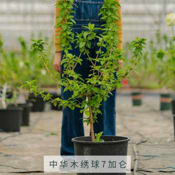 新品新款塔莎的花园 中华木绣球荚蒾大花露台阳台庭院.植物地栽树