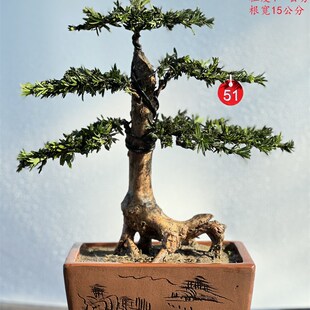 极速销米叶罗汉松盆景 小叶罗汉松盆景雀L舌迎客悬崖盆景造型一物
