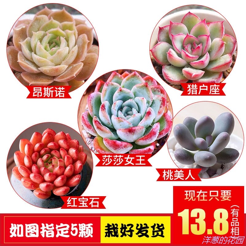 极速多肉植物紫乐橙梦p露桃蛋玉露花卉精品小盆栽绿植花盆栽组合