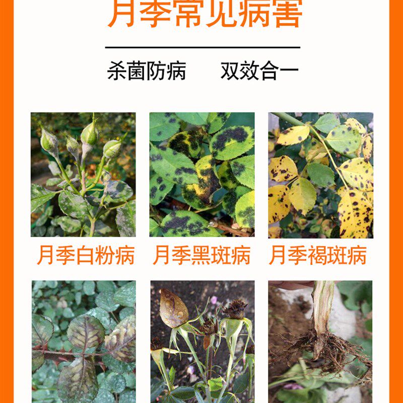新品月季花病虫害常用o药专治黄叶枯叶白粉病叶子发黑炭疽病专用