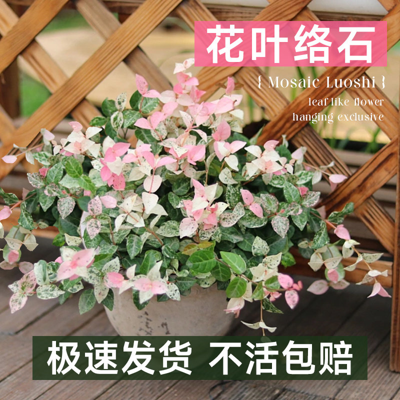 新品花叶络石盆栽苗彩p叶络石吊兰四季垂吊耐热耐寒阳台庭院绿植