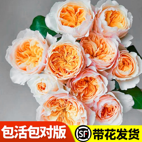 极速朱丽叶月季花苗奥斯汀切花A卉植物盆栽果汁阳台灌木浓香玫瑰