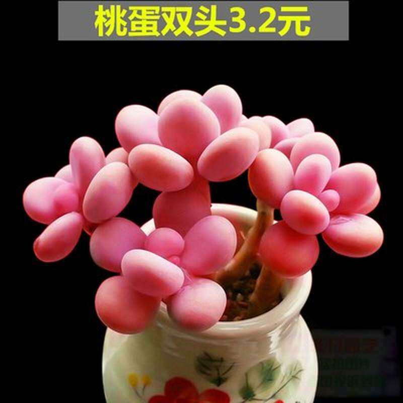 名贵多肉植物组合 高档大颗 大型含合盆栽老桩 超大成品花盆特大