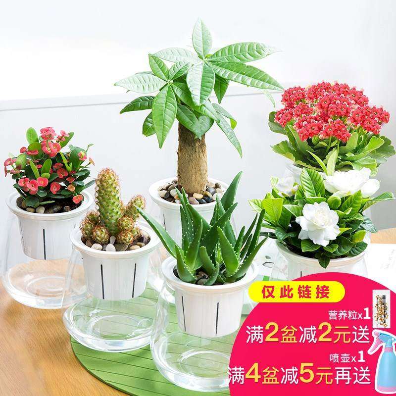 茉莉花栀子花卉盆栽室内水培绿萝发财树九里香办公室绿植多肉植物