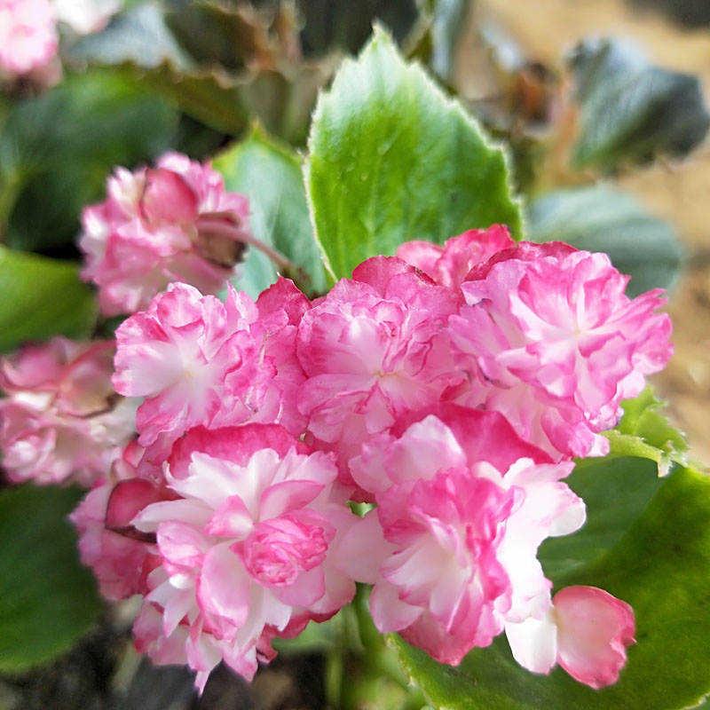 重瓣四季海棠盆栽多年生玻璃球秋海棠花苗四季开花室内外盆栽花卉