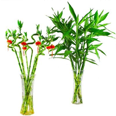 富贵竹招财竹龙竹观音竹水培植物转运大叶竹室内桌面水养绿植盆栽