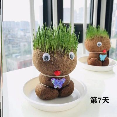 。头上长草盆栽长草头娃娃创意可爱迷你小草人浇水长草的植物娃娃