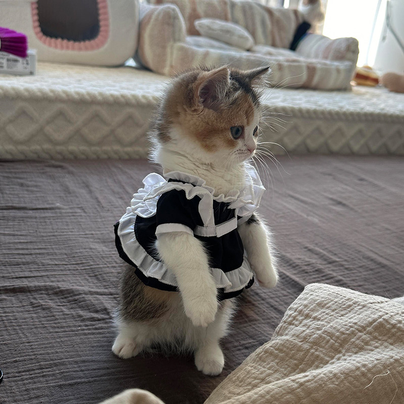 猫咪女仆装衣服宠物裙子公主装cos变装拍照道具防掉毛网红爆款