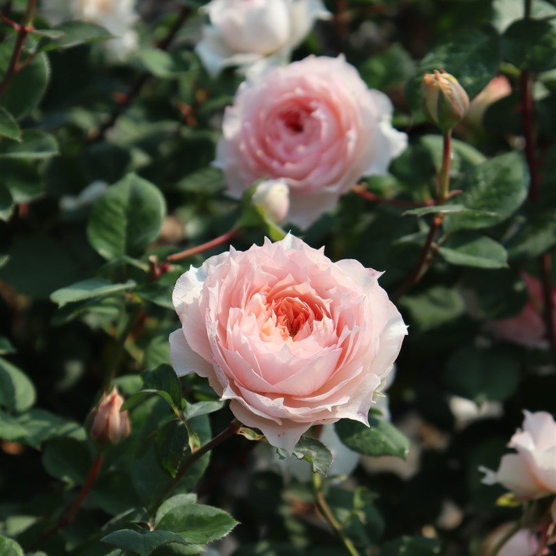 绿园美植  莫妮卡戴维 微型月季粉色抗病耐开直立庭院阳台盆栽