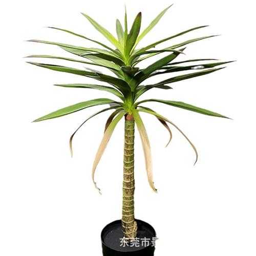 仿真剑麻盆栽北欧人造绿植仿真荷兰铁道具供应仿真龙血树源厂