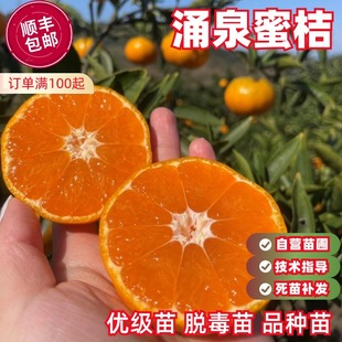 涌泉蜜桔树苗正宗无核蜜桔苗嫁接橘子苗早熟超甜柑桔树苗盆栽地栽