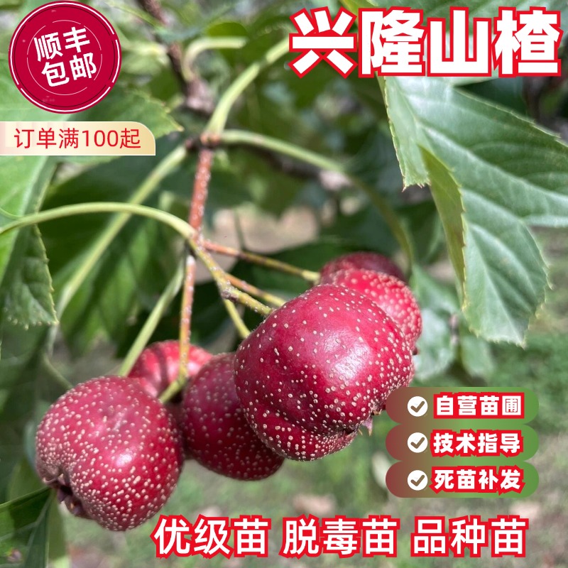 兴隆山楂树苗脆甜早熟丰产