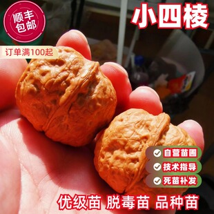 文玩核桃树苗小四棱小手捻秋子麻核桃苗苹果园南北方种植盆栽地栽
