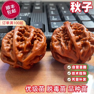 文玩核桃树苗秋子京八棱磨盘小手捻山核桃苗盆栽地栽南方北方种植