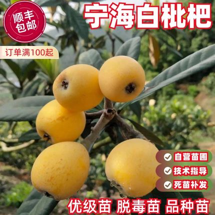 宁海白枇杷苗嫁接早熟大五星白沙枇杷树苗盆栽南北方种植当年结果